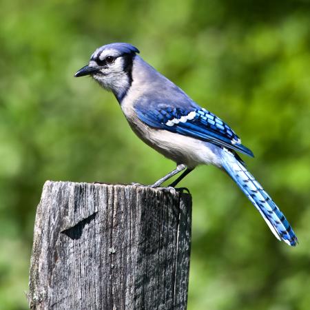 bird, tree, trunk, blue Wendy Slocum - Dreamstime