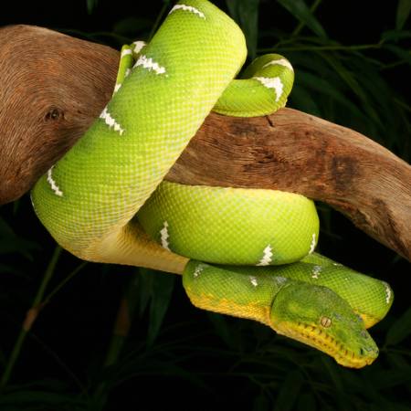 snake, wild, wildlife, branch, green Johnbell - Dreamstime