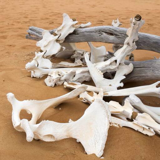 bones, sand, beach, branch Zwawol