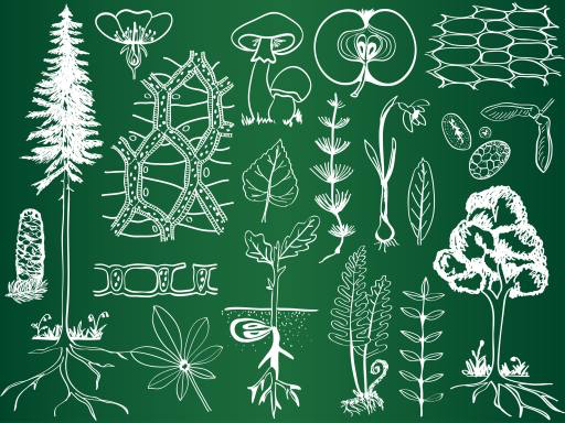 green, drawing, drawings, tree, trees, leaf, mushroom, apple, fruits Kytalpa