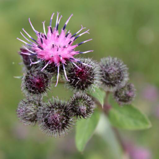 flower, flowers, mauve, pink, plant, plants, leaf Kazakovmaksim