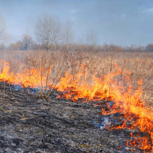 fire, field, ash, ashes, sky Sergey76