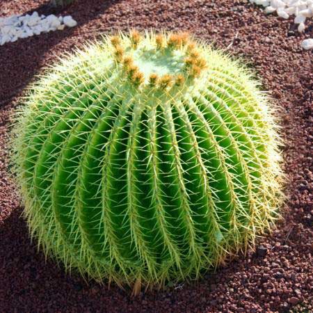 plant, green, spikes, nature Vesna Njagulj - Dreamstime plant, green, spikes, nature Vesna Njagulj - Dreamstime