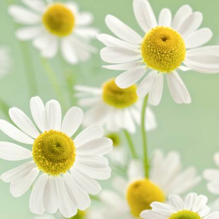 flowers, flower, white, yellow Italianestro - Dreamstime