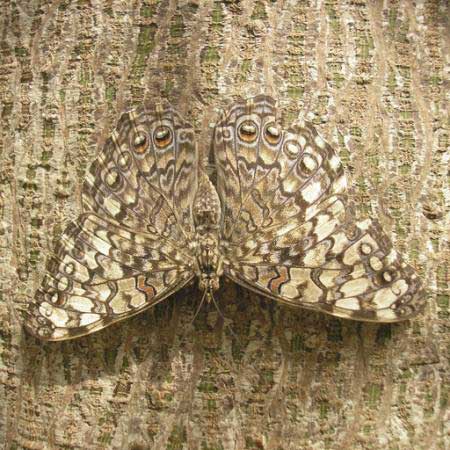 butterfly, bug, tree, bark Wilm Ihlenfeld - Dreamstime