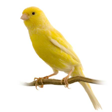 bird, yellow Isselee - Dreamstime