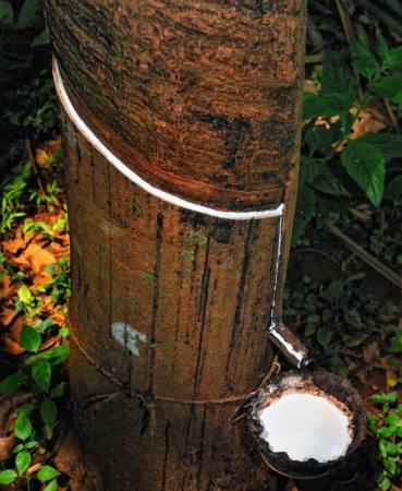 wood, tree, milk Anatoli Styf - Dreamstime