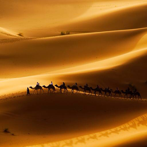 sand, desert, camels, nature Rcaucino