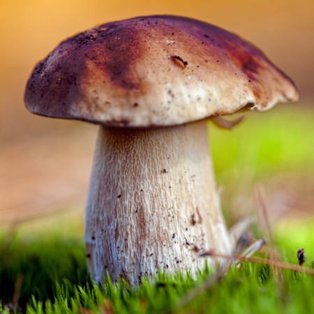 food, eat, grass, mushroom Cherkas - Dreamstime