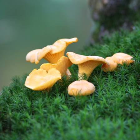 mushroom, grass, green, field, eat Laurent Renault - Dreamstime