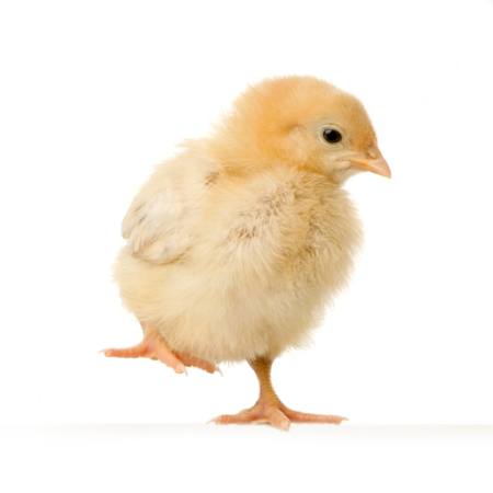 chicken, animal, egg, yellow Isselee - Dreamstime