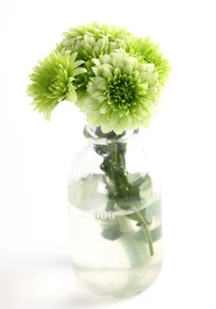 plant, flower, green, water, tube, vase Kerstin Aust - Dreamstime