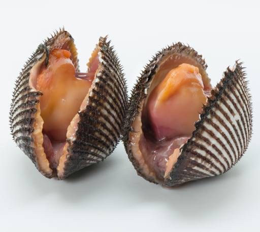 shell, shells, oister, sea, food Artaporn Puthikampol (Artaporn)