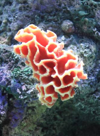 water, coral, float, floating, red, sponge Sunju1004 - Dreamstime