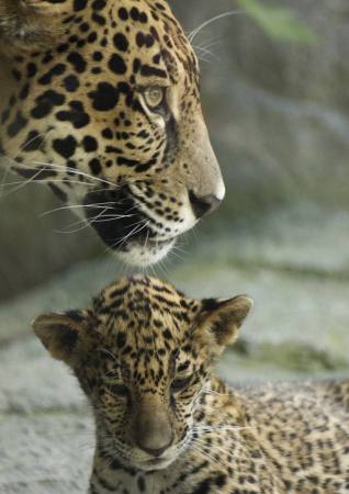 animal, animals, baby, zoo Jxpfeer - Dreamstime