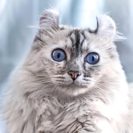 cat, eyes, animal Eugenesergeev - Dreamstime