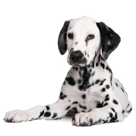 dog, spots, animal Isselee - Dreamstime