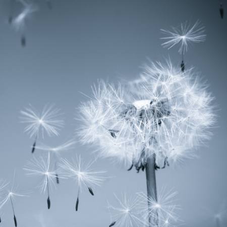 flower, fly, blue, sky, seeds Mouton1980 - Dreamstime
