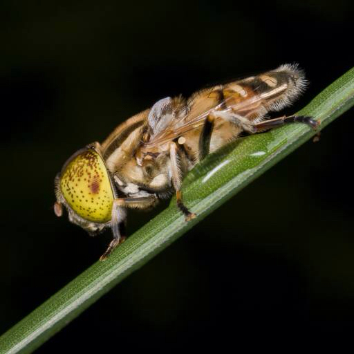 insect, animal, leaf, drop, water, small Orionmystery