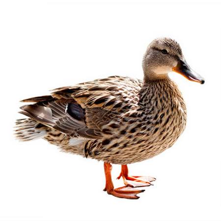 bird, duck, quack, animal Wastesoul - Dreamstime
