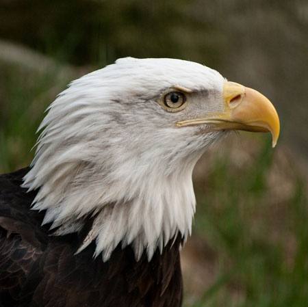 bird, nature, wild, peak, head, feathers Marek Jelínek - Dreamstime