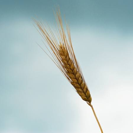 nature, sky, blue, grain Allocricetulus - Dreamstime