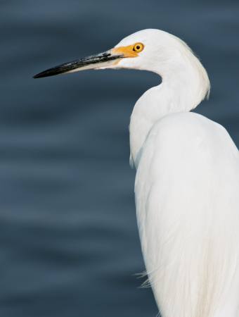 bird, water, sea, white, fly Michael Mill - Dreamstime