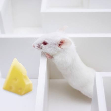 mouse, mice, cheese, labyrinth Juan Manuel Ordonez - Dreamstime mouse, mice, cheese, labyrinth Juan Manuel Ordonez - Dreamstime