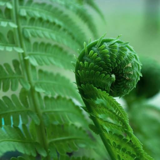green, plant, flower, flowers Defess green, plant, flower, flowers Defess