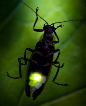 bug, animal, wild, wildlife, small, leaf, green Fireflyphoto - Dreamstime