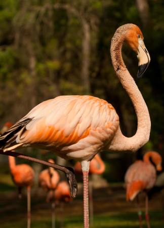 bird, animal, water Nunoduarte - Dreamstime