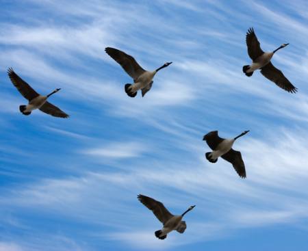 birds, sky, fly, clouds Scol22 - Dreamstime