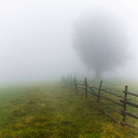 fog, field, tree, fence, green, grass Andrei Calangiu - Dreamstime