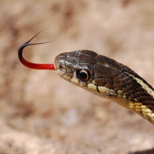 snake, animal, wild Gerald Deboer (Jerryd) snake, animal, wild Gerald Deboer (Jerryd)