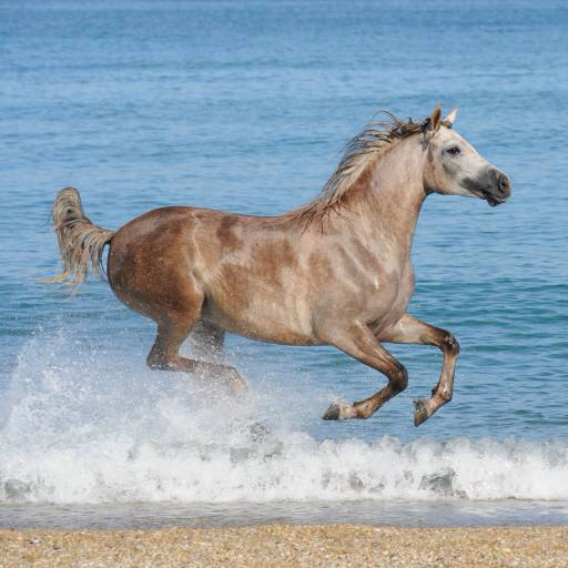 horse, water, sea, beach, animal Regatafly