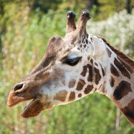 animal, wild, horns, mouth Marek Jelínek - Dreamstime