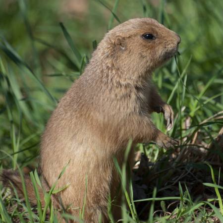 animal, green, grass, rodent Jonas Kvist Jensen - Dreamstime