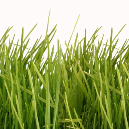 grass Ahmet Gündoğan - Dreamstime