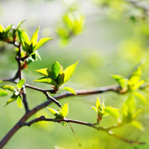 plant, tree, branch, green, nature Valeriya Potapova (Valeriya)