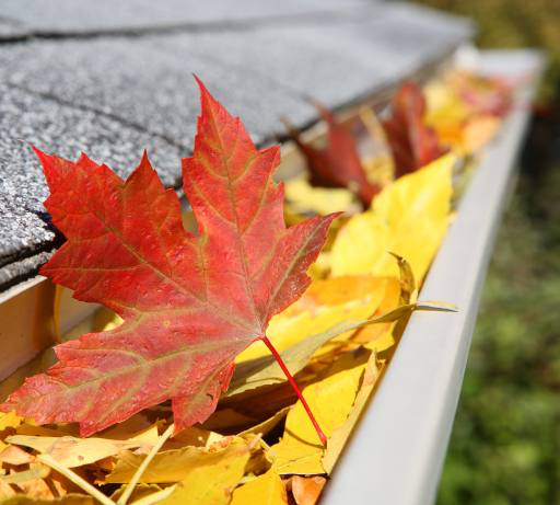 leaf, leaves, drain, roof Suzanne Tucker (Soupstock)