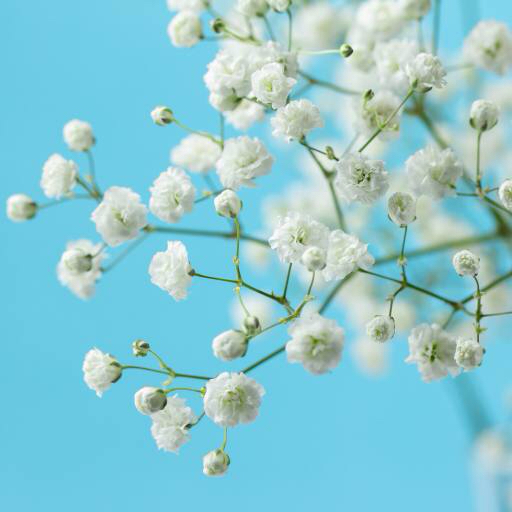 tree, white, bloom, flower, flowers Melica