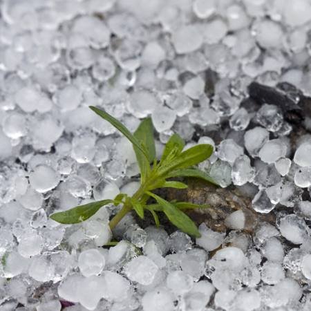 beads, ice, rain, flower, green, plant Dantautan - Dreamstime