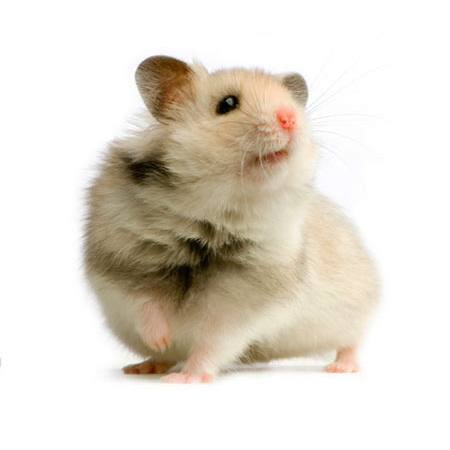 rat, mouse, animal Isselee - Dreamstime