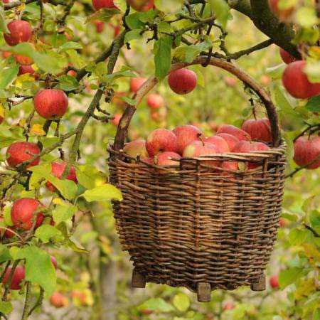 apples, basket, tree Petr  Cihak - Dreamstime