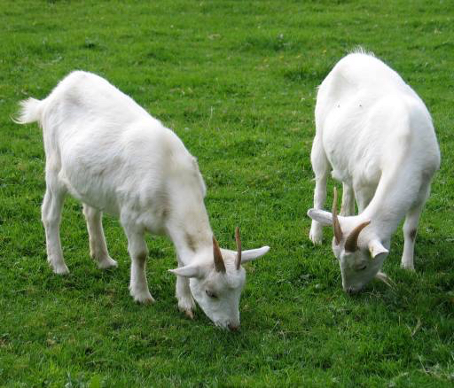 animal, goat, goats, green, grass Dimitar Marinov (Oorka)