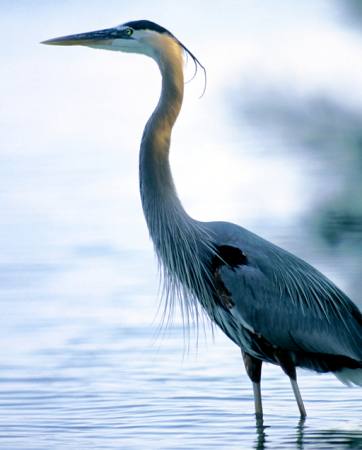 bird, animal, water Roim - Dreamstime