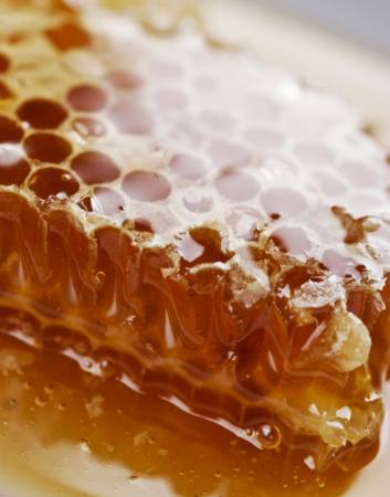 bee, bees, honey Liv Friis-larsen - Dreamstime bee, bees, honey Liv Friis-larsen - Dreamstime