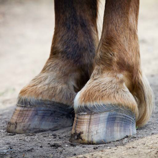 horse, feet, foot Luboš Chlubný (Xtrekx)