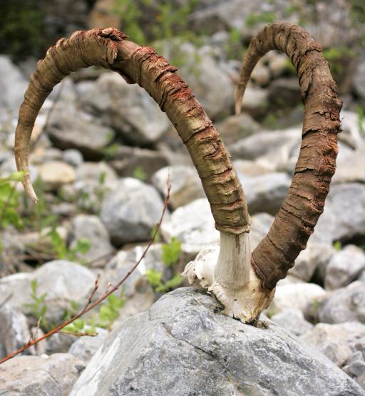 horns, rocks, animal Roman Pichshev (Pishevroman)