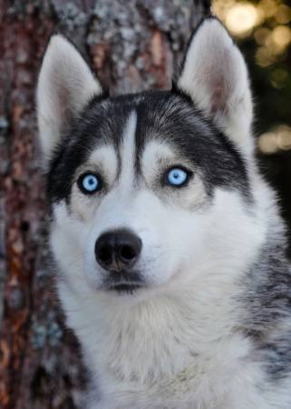 dog, eyes, blue, animal Mikael Damkier - Dreamstime